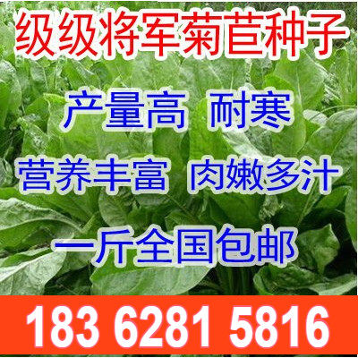 将军肥猪牧草种子爱吃菊苣