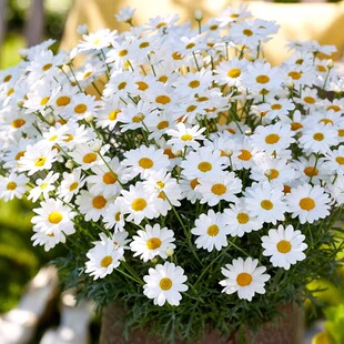 白晶菊种子长花期低矮晶菊小白菊花籽孑小区花坛阳台室内盆栽爆花