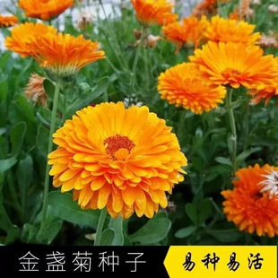 金盏菊花种子矮生长生菊种籽室内盆栽多年生花草庭院花卉四季耐寒
