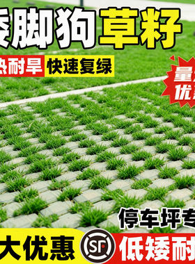 矮脚狗草籽公园小区停车场专用草种子耐寒耐旱低矮免修剪草坪种籽