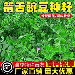 箭舌豌豆种子果园生草栽培抑制杂草秋季种植肥饲兼用优质混播饲草