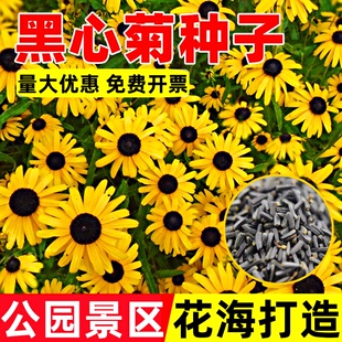 黑心菊种子金光菊花籽多年生四季易活庭院盆栽花期长耐寒花种籽孑
