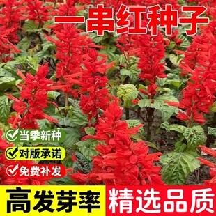 正宗矮一串红种子矮串红高串红一串种子鼠尾草红花易种耐寒