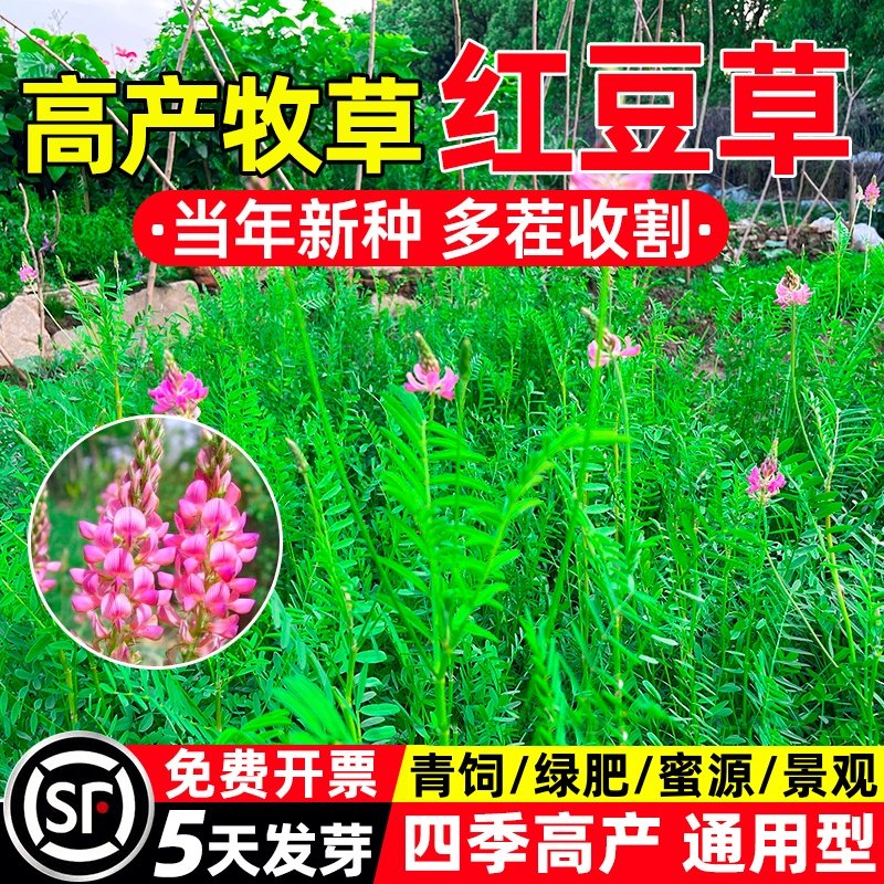 红豆草种子四季高产牧草种籽多茬收割畜牧养殖家禽喜食高蛋白草籽,鲜花速递/花卉仿真/绿植园艺,家庭园艺种子,淘宝优惠券,粉丝福利购,淘宝优惠卷
