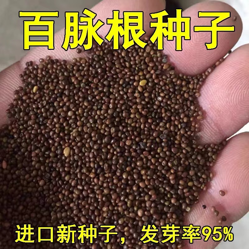 百脉根四季常青五叶草