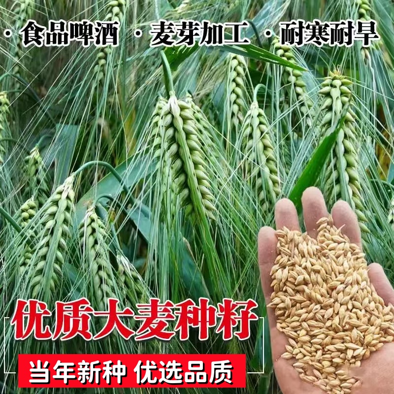 大麦种子农田高产易种抗倒耐旱