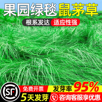 鼠茅草种子耐阴耐寒果园绿肥固土