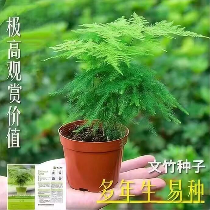 文竹种子四季长青多年生懒人阳台室内外盆栽云竹云片松中字花种籽