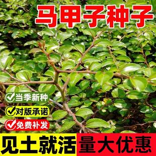 马甲子种子马甲子脱壳树种籽子铁篱笆铜钱树马鞍树棘盘子鸟不站刺