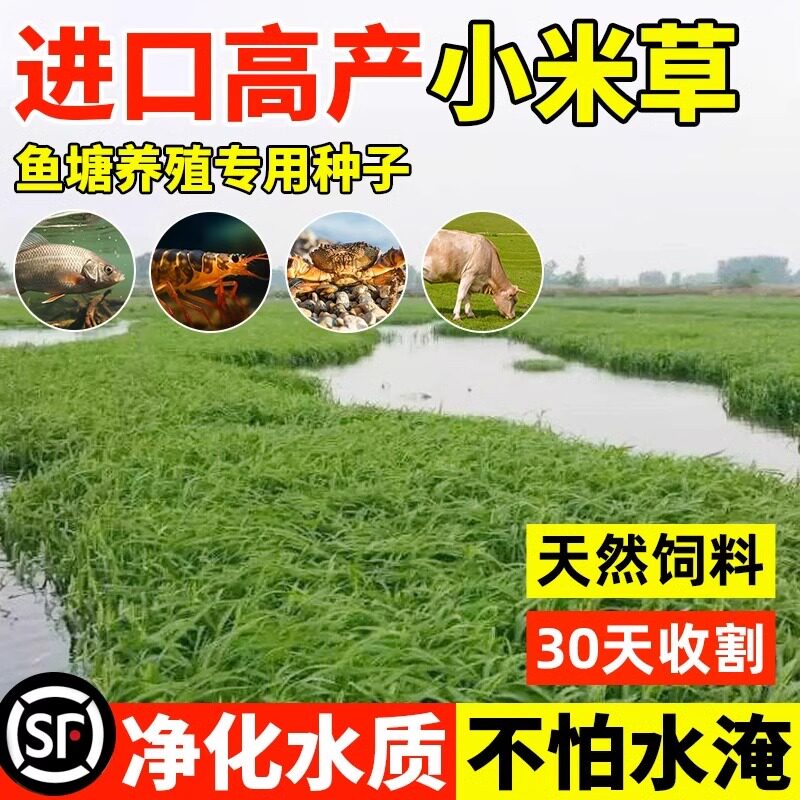 小米草种籽鱼塘专用草养喂龙虾螃蟹吃的水草种孑四季牧草鱼草种籽