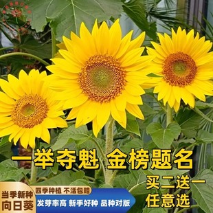 一举夺魁向日葵种孑花种籽子四季播种室内外阳台庭院观赏花海种子