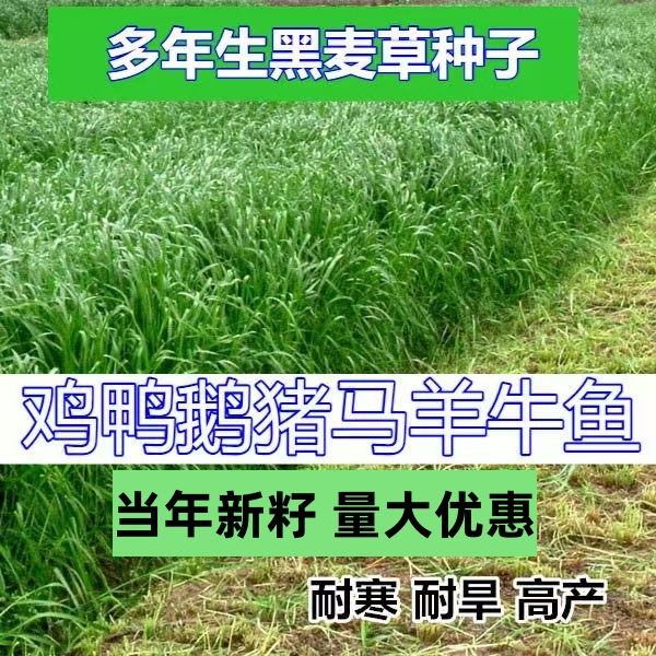 进口耐寒宽叶牧草种子多年生黑麦草种子猪牛羊鸡鸭鹅鱼四季草种籽