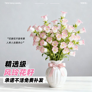 风铃草花籽四季播种室内外易活开花盆栽花种子庭院植物花卉种孑