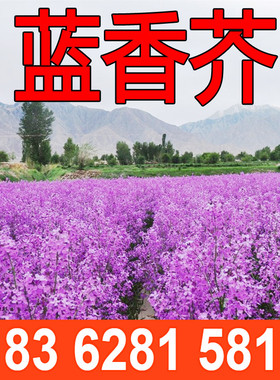蓝香芥种子四季种易活开花不断多年生花海室外庭院“蓝色油菜花”