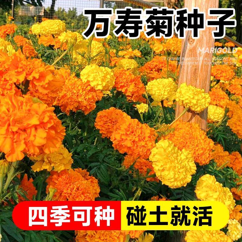 万寿菊种子花种籽子四季播种开花菊花苗盆栽南非万寿菊臭芙蓉种孑
