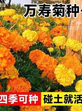 万寿菊种子花种籽子四季播种开花