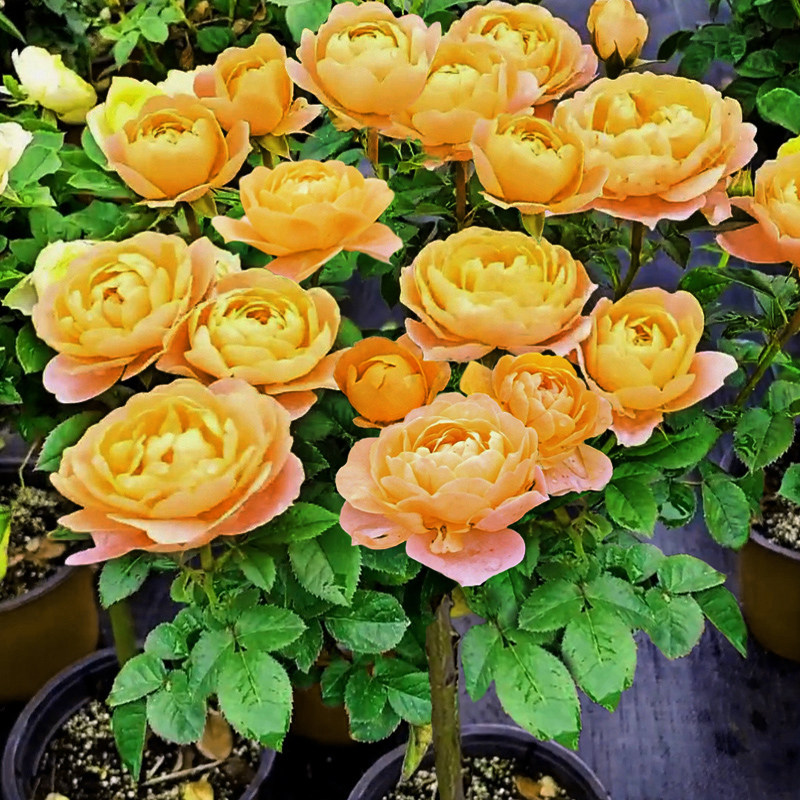 棒棒糖月季花苗果汁阳台四季开花带盆发货丰花勤花庭院种植月季花