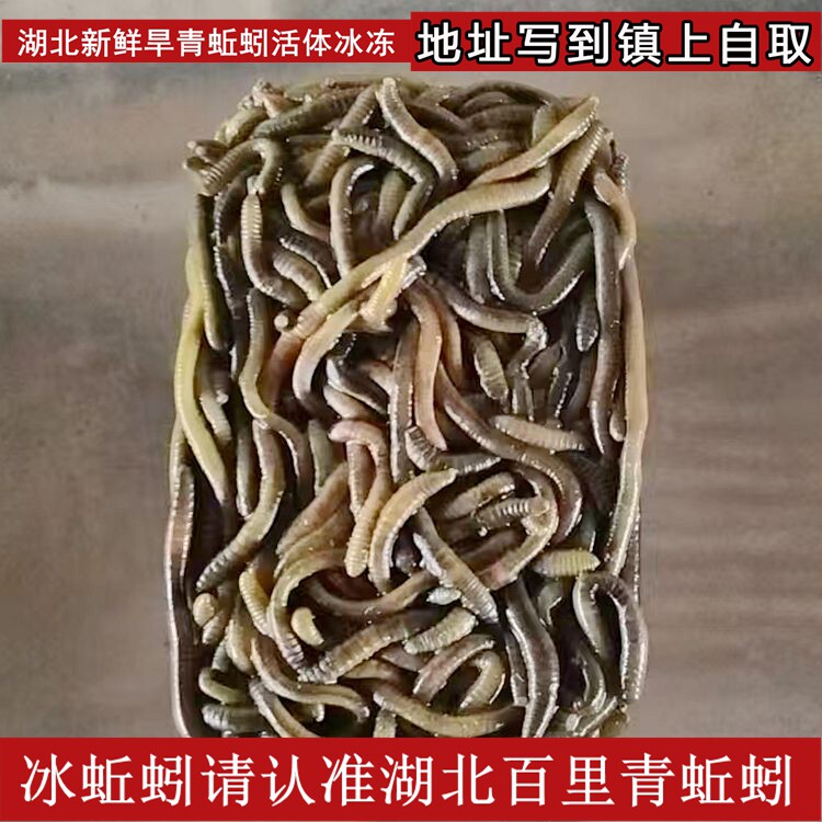湖北特大冰蚯蚓钓黄鳝开口饵料