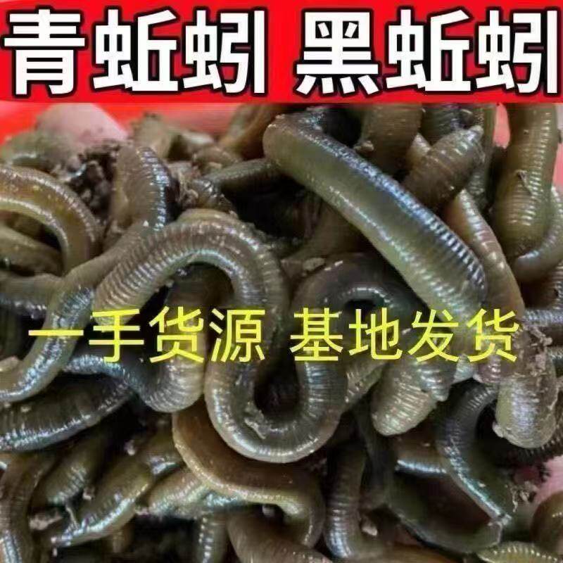 鲜活青蚯蚓钓黄鳝活体黑蚯蚓特大臭蚯蚓地龙松土蚯蚓垂钓钓鱼活饵