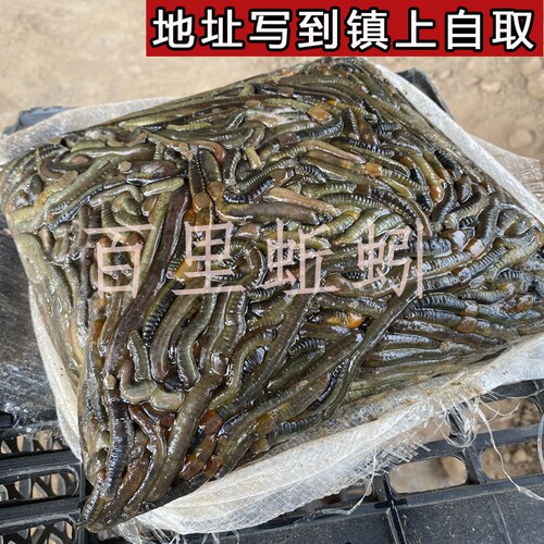 湖北特大冰蚯蚓钓黄鳝开口饵料