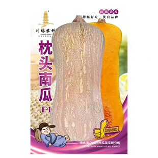 枕头南瓜种子粉糯香甜蜜本南籽四季种孑春季贝贝蔬菜孑菜种菜籽
