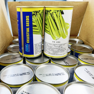 进口文图拉芹菜种籽高产蔬菜种子芹菜西芹种籽青菜种孑大棚温室