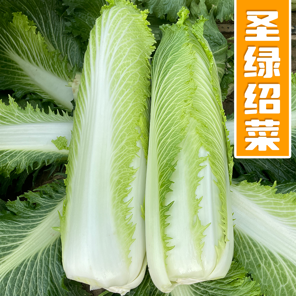 圣绿绍菜种子种孑大白菜种籽