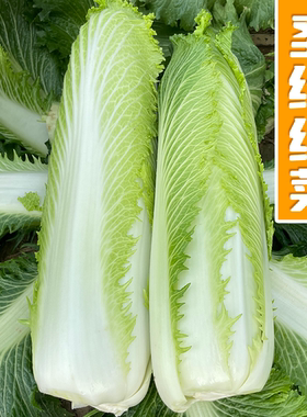 农科院圣绿绍菜种子种孑大白菜种籽包尖小早熟秋冬季禾之元种业