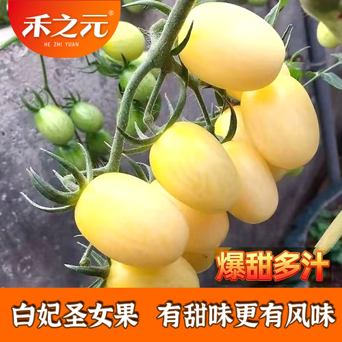 夏季白妃圣女果番茄种子