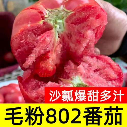 毛粉802番茄种子老毛粉