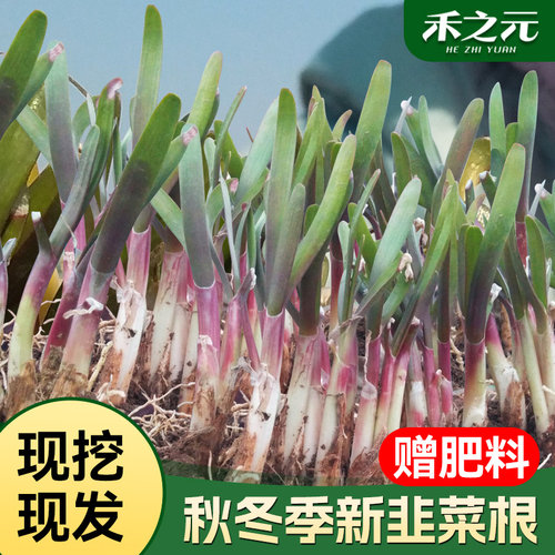 蔬菜苗韭菜根苗紫根紫红根蔬菜苗