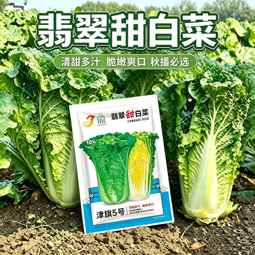 翡翠甜白菜种子清甜多汁脆嫩爽口