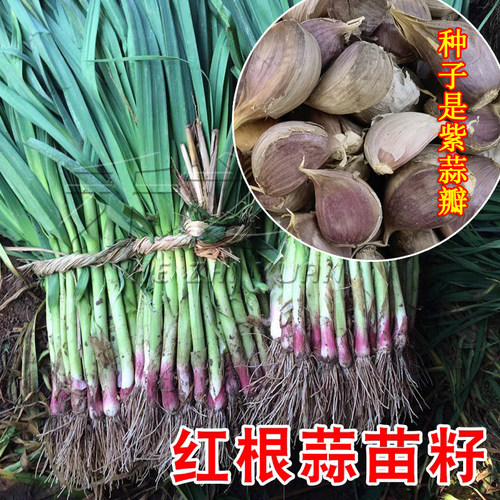 红根蒜苗种子蒜苔红根蒜种籽