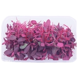 Все семена красного амаранта в горшках балкон -балкон для семян диких овощ