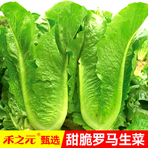 四季播甜脆罗马王子生菜种子