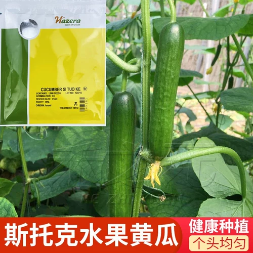 Компания Израиля Хезела Семя Стокгольм Огурец Семена Фрукты Семена огурца четыре сезона весны и осенние семена огурца