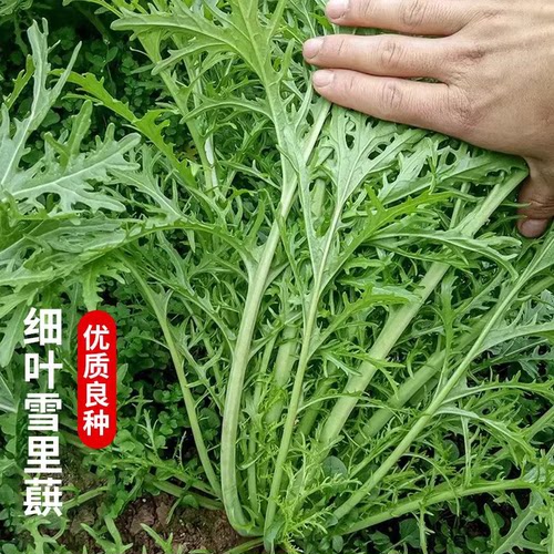 雪里蕻菜种籽菜籽四季雪菜种子