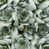 Черные листья коротки