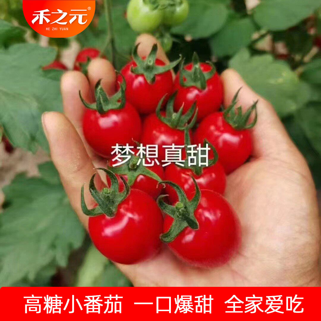 梦想真甜樱桃番茄种子图片