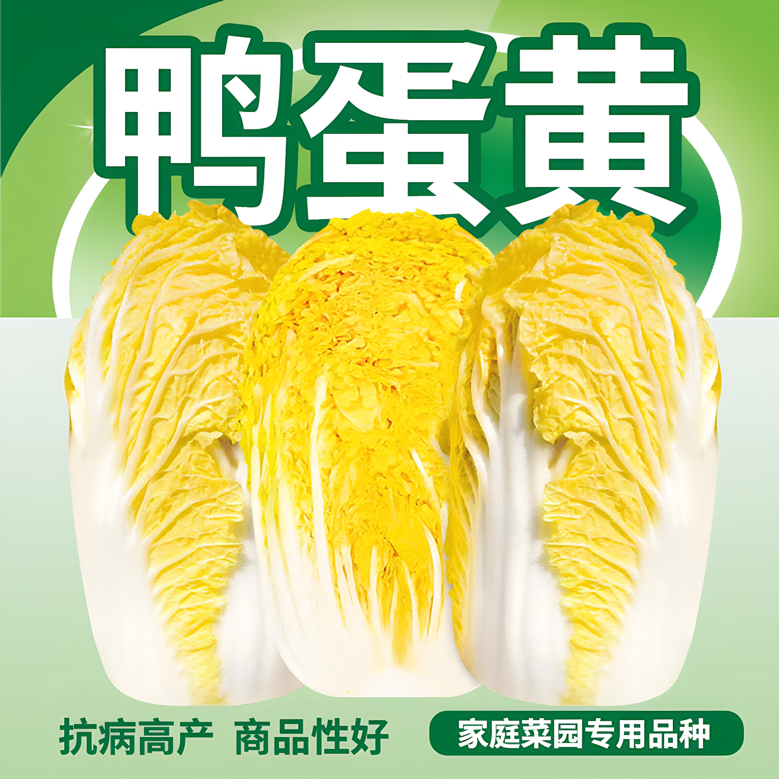 鸭蛋黄黄心娃娃菜小白菜种子正宗娃娃菜种籽秋季四季农家蔬菜鸡蛋 - 实物图