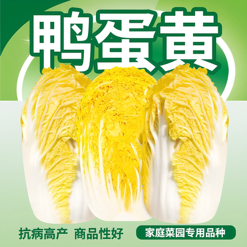 鸭蛋黄黄心娃娃菜白菜种子