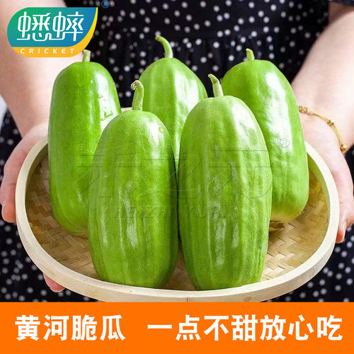 怕甜就吃黄河脆瓜一点不甜