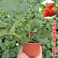 1 горшок рассады красной клубники (диаметр 10 см) сорт традиционного вкуса