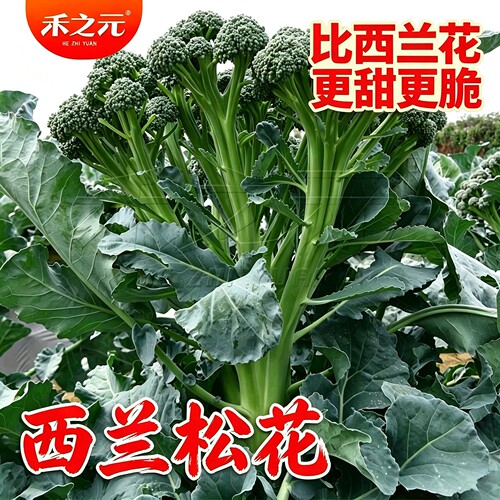 西兰松花禾之元种子西兰苔甜脆
