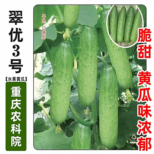 翠优3号水果黄瓜种籽四季盆栽
