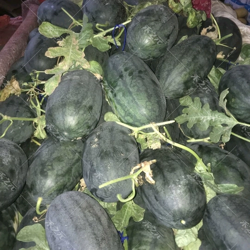 Большая черная красавица семена арбуза черная кожа арбуза семена песка весна на южная ферма с высокой фермой -yield 孑 孑