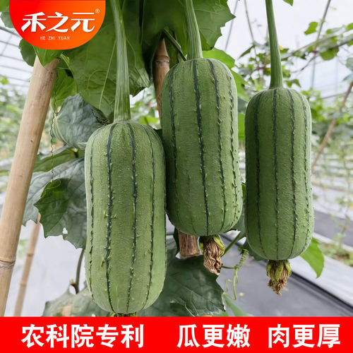 渝研翡翠1号丝瓜种子肉丝瓜