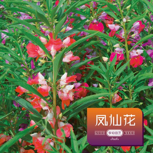 家庭园艺夏季凤仙花种子花卉