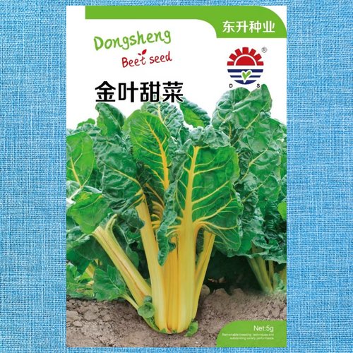 金叶甜菜种子叶用黄甜菜籽
