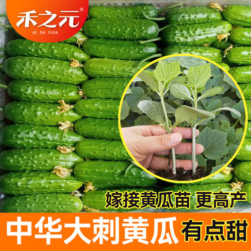 嫁接大刺黄瓜苗甜脆黄瓜秧苗